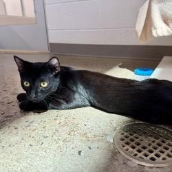 Enlarge Azeroth, a Adoptable Domestic Short Hair in Phoenix, AZ image 2/3