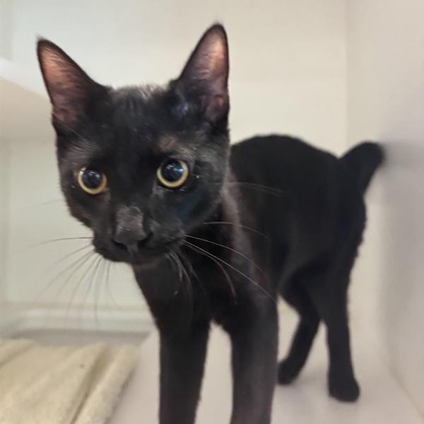 Enlarge Azeroth, a Adoptable Domestic Short Hair in Phoenix, AZ image 3/3