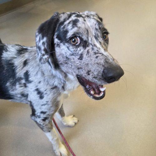 Eros, Adoptable, Young Female Australian Shepherd & Catahoula Leopard Dog.