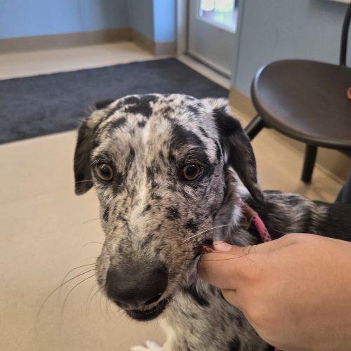 Enlarge Eros, a Adoptable mixed breed in Grand Junction, CO image 3/4
