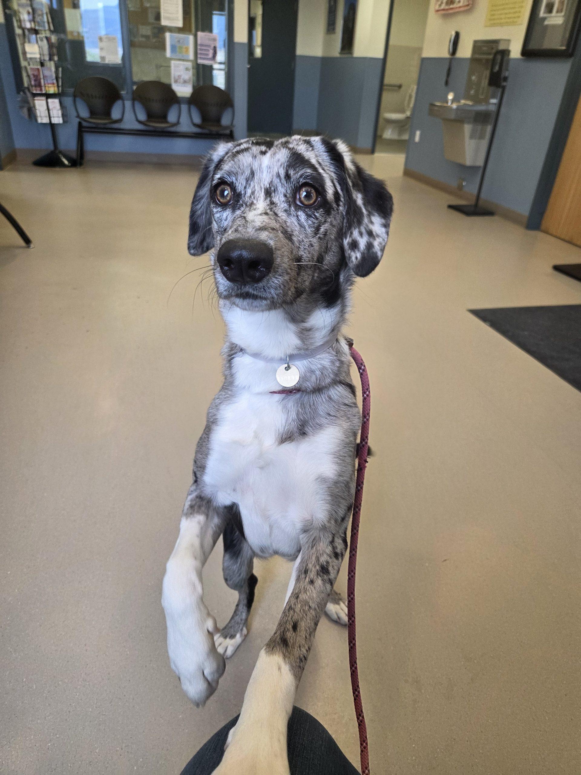 Enlarge Eros, a Adoptable mixed breed in Grand Junction, CO image 4/4