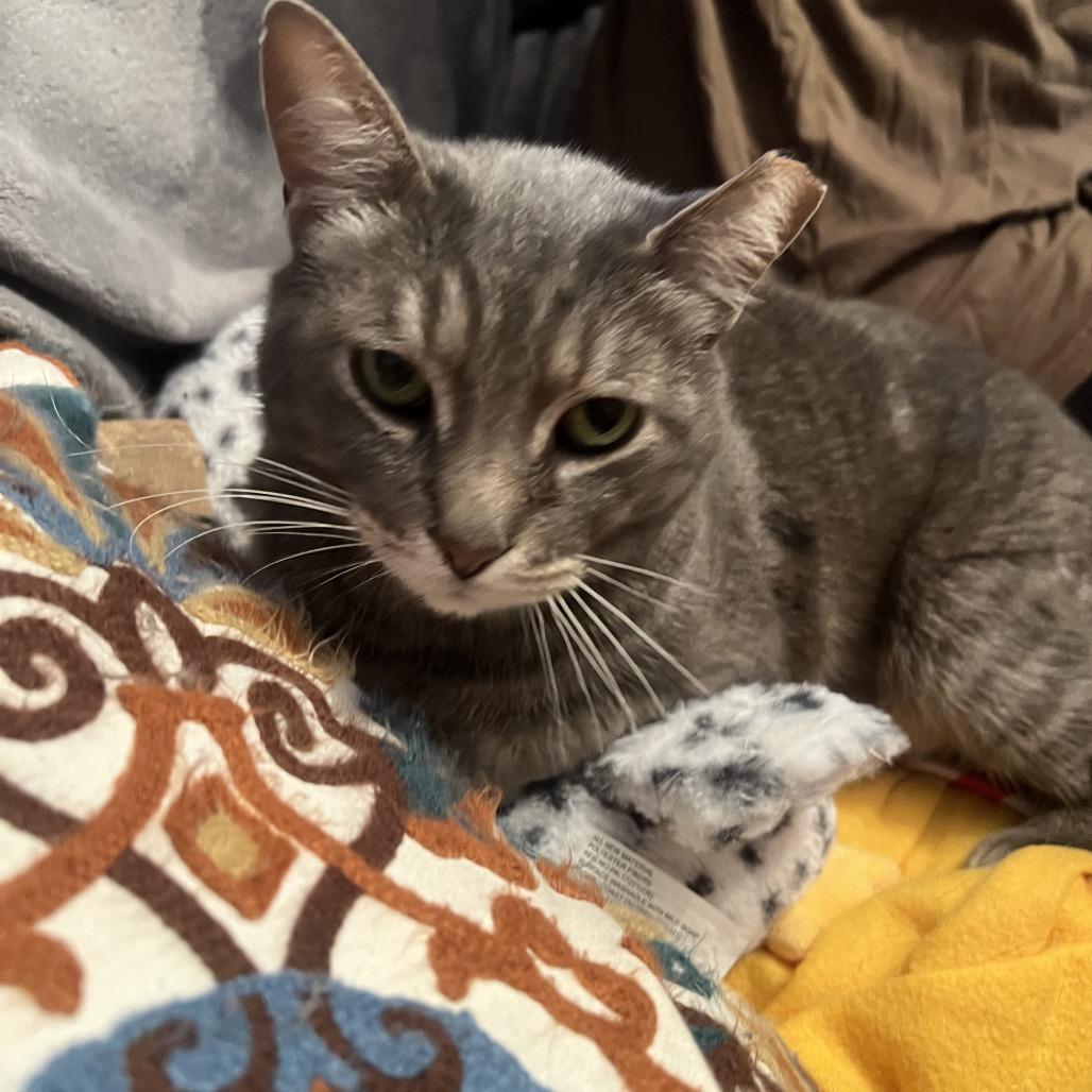 Penelope, Adoptable, Adult Male Domestic Short Hair.