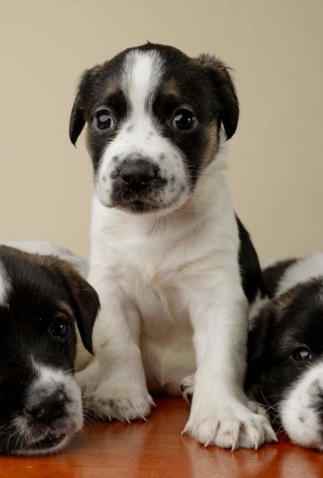 Lorette, a Adoptable mixed breed in Garner, NC image 1/3