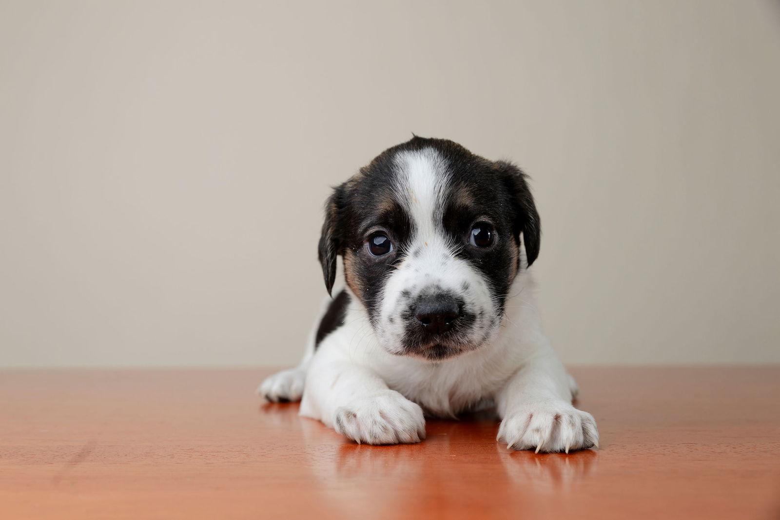Lorette, a Adoptable mixed breed in Garner, NC image 2/3