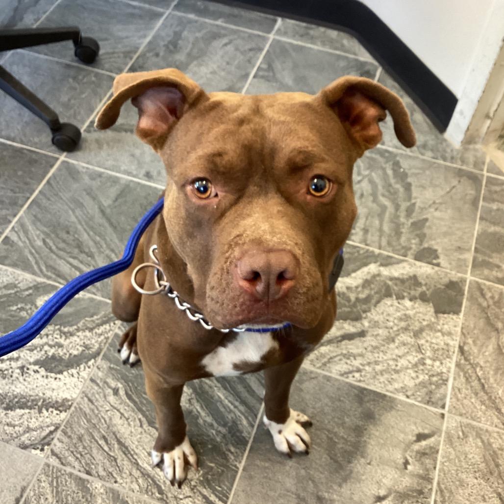 Cookie, Adoptable, Adult Female Pit Bull Terrier & Terrier.