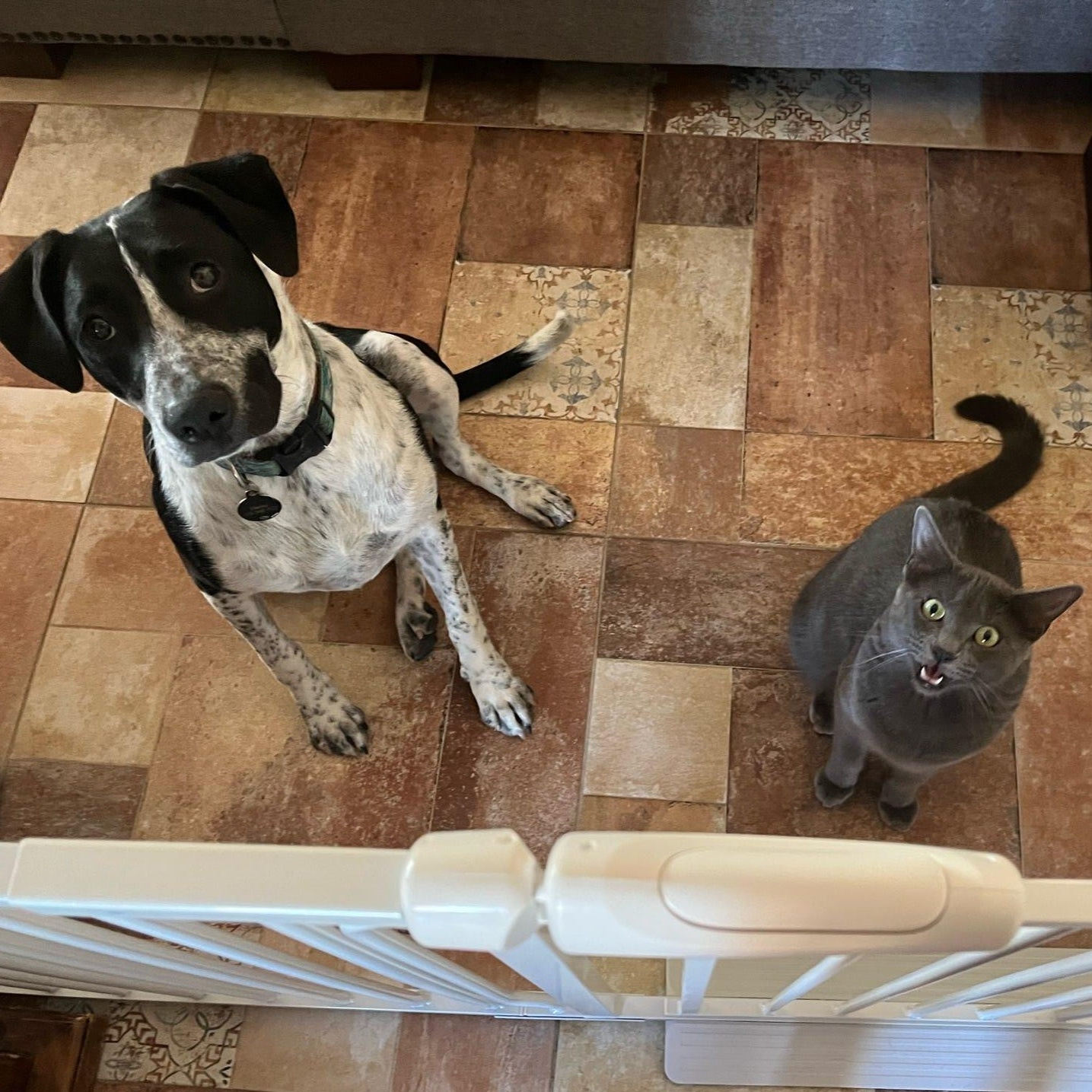 Enlarge Bella, a Adoptable Australian Cattle Dog / Blue Heeler in Tucson, AZ image 1/6