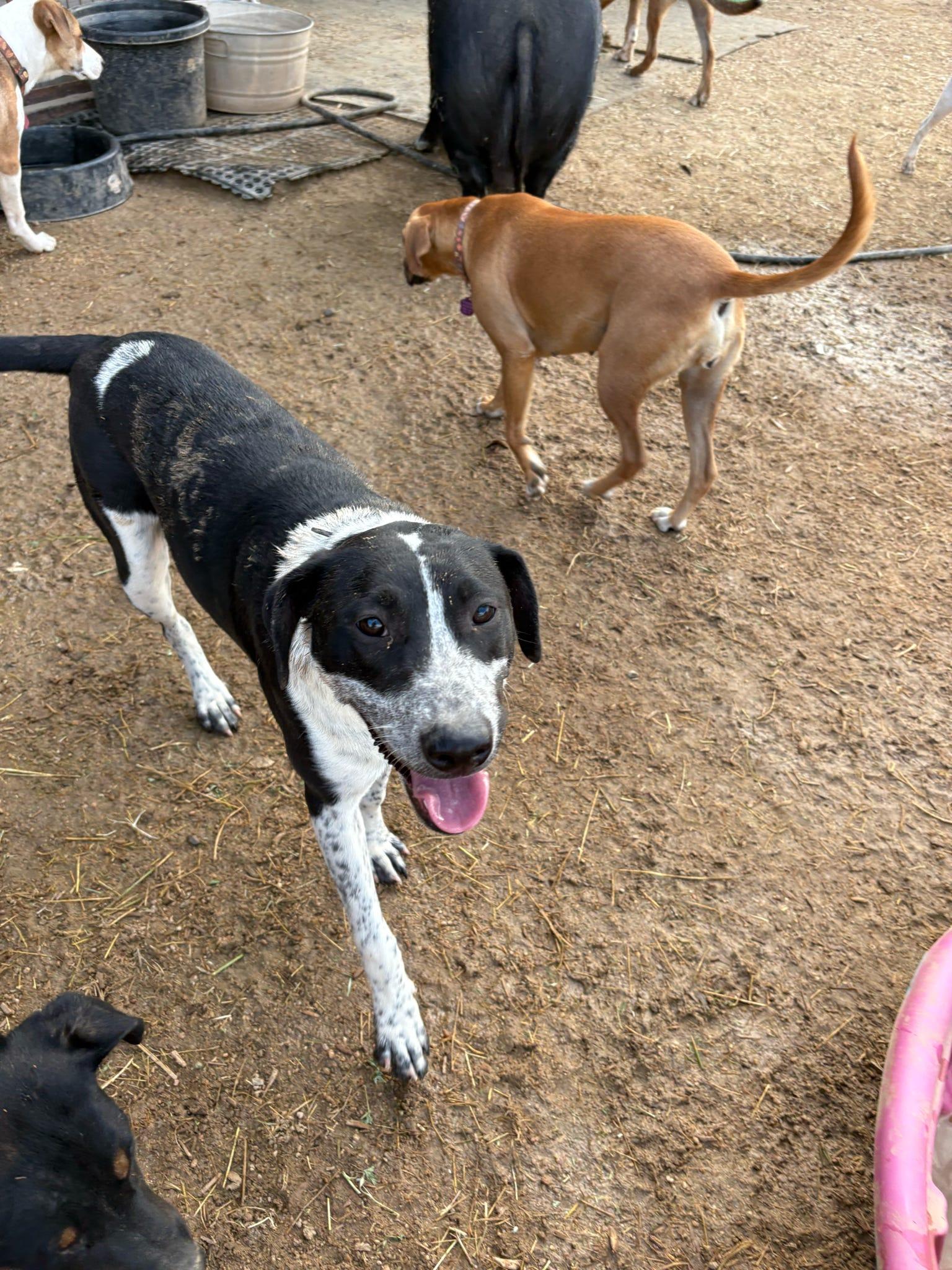 Enlarge Bella, a Adoptable Australian Cattle Dog / Blue Heeler in Tucson, AZ image 2/6