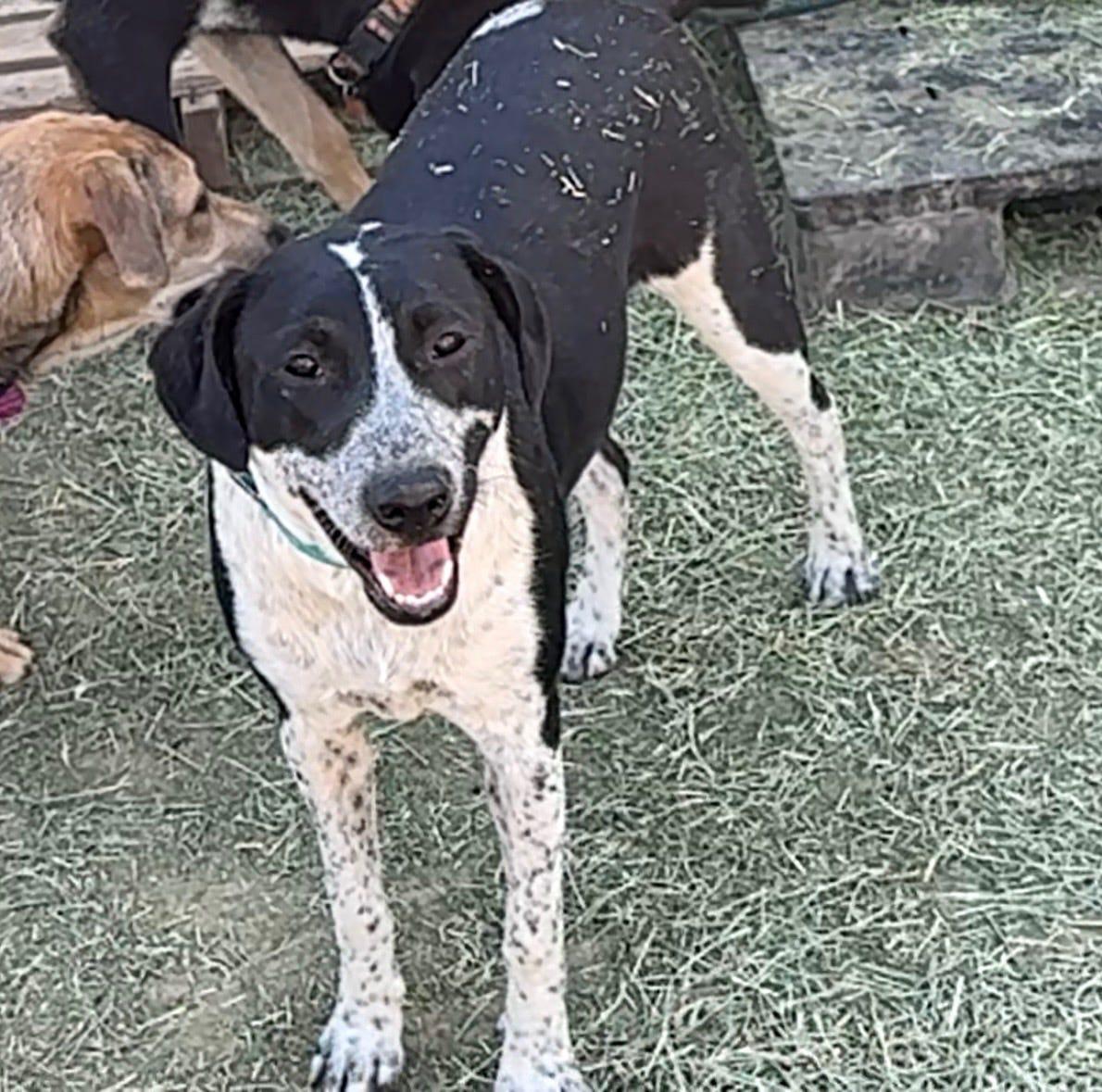 Enlarge Bella, a Adoptable Australian Cattle Dog / Blue Heeler in Tucson, AZ image 3/6