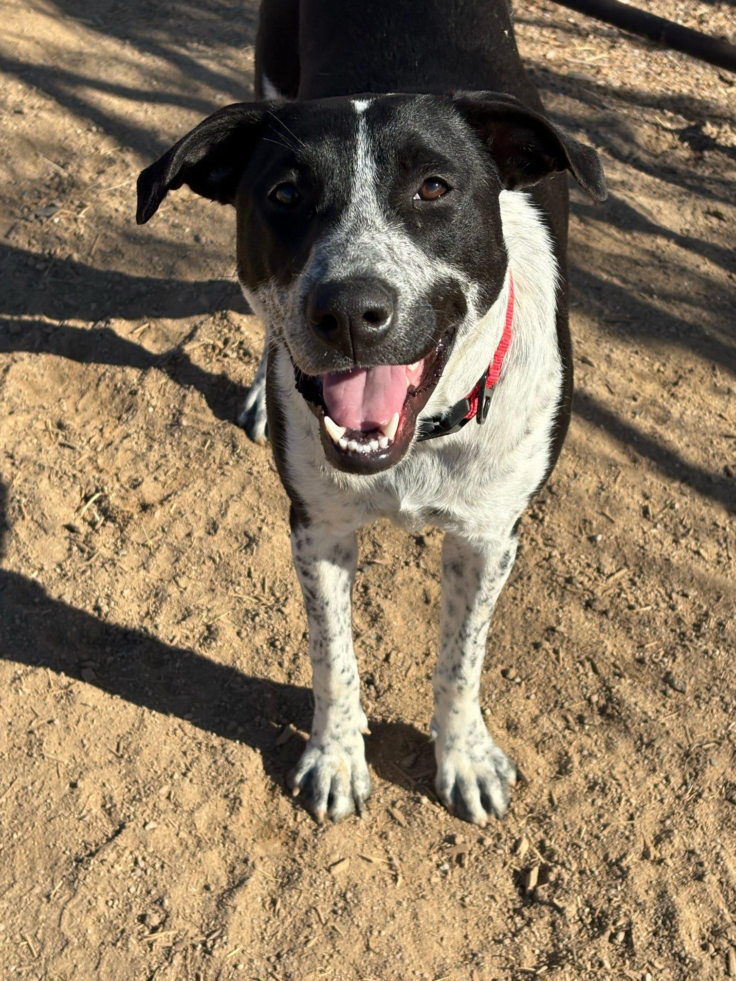 Enlarge Bella, a Adoptable Australian Cattle Dog / Blue Heeler in Tucson, AZ image 4/6