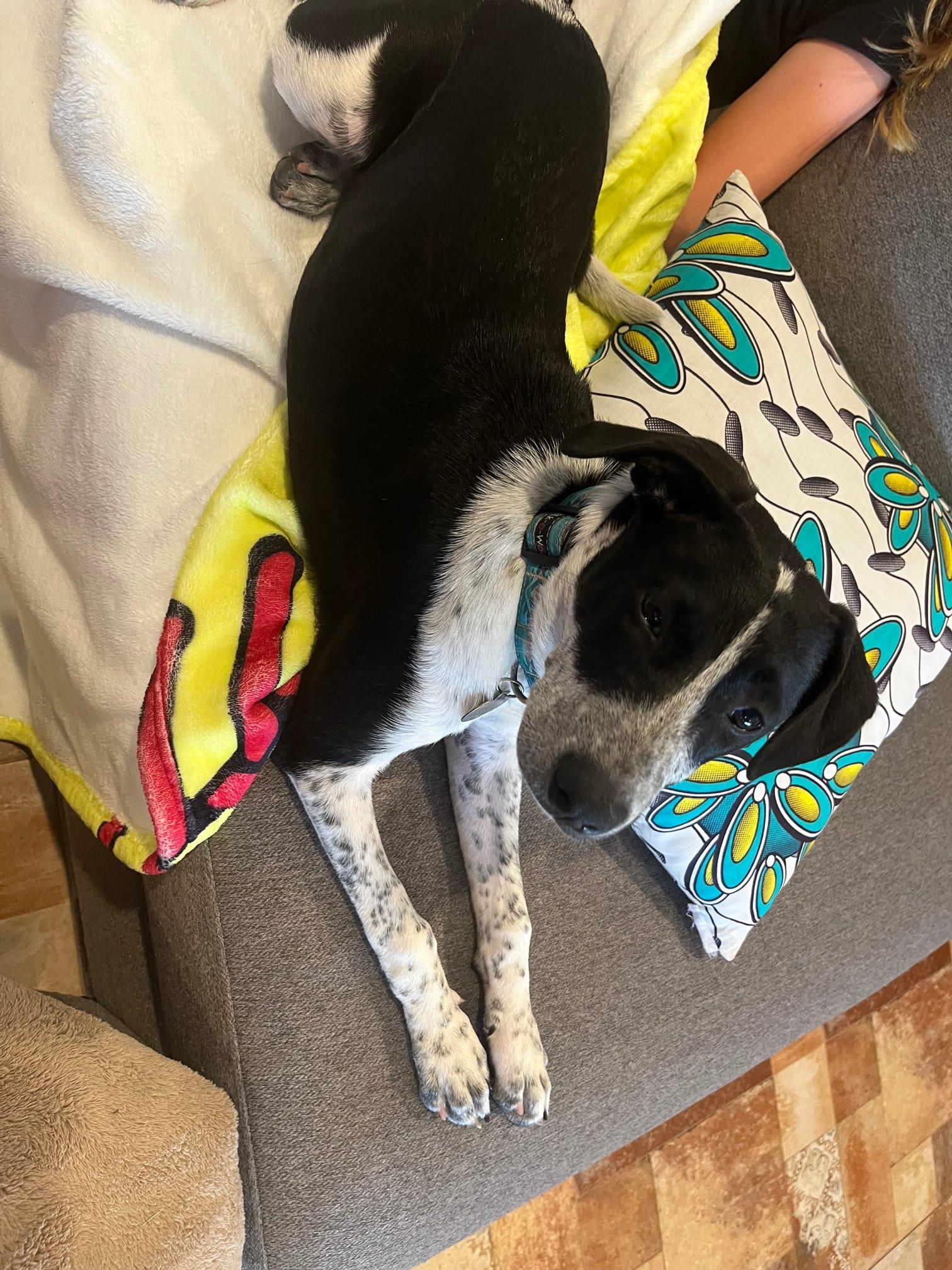 Enlarge Bella, a Adoptable Australian Cattle Dog / Blue Heeler in Tucson, AZ image 5/6