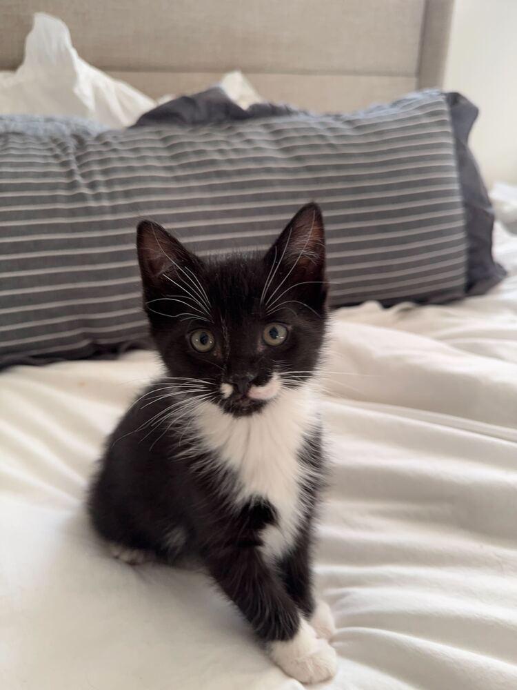 Nami, Adoptable, Kitten Male Domestic Short Hair.