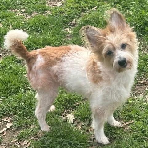 Mojo, adopted, Adult Male Yorkshire Terrier & Cairn Terrier.