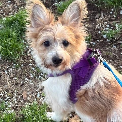 Enlarge Mojo, an adopted mixed breed in Southaven , MS image 4/4