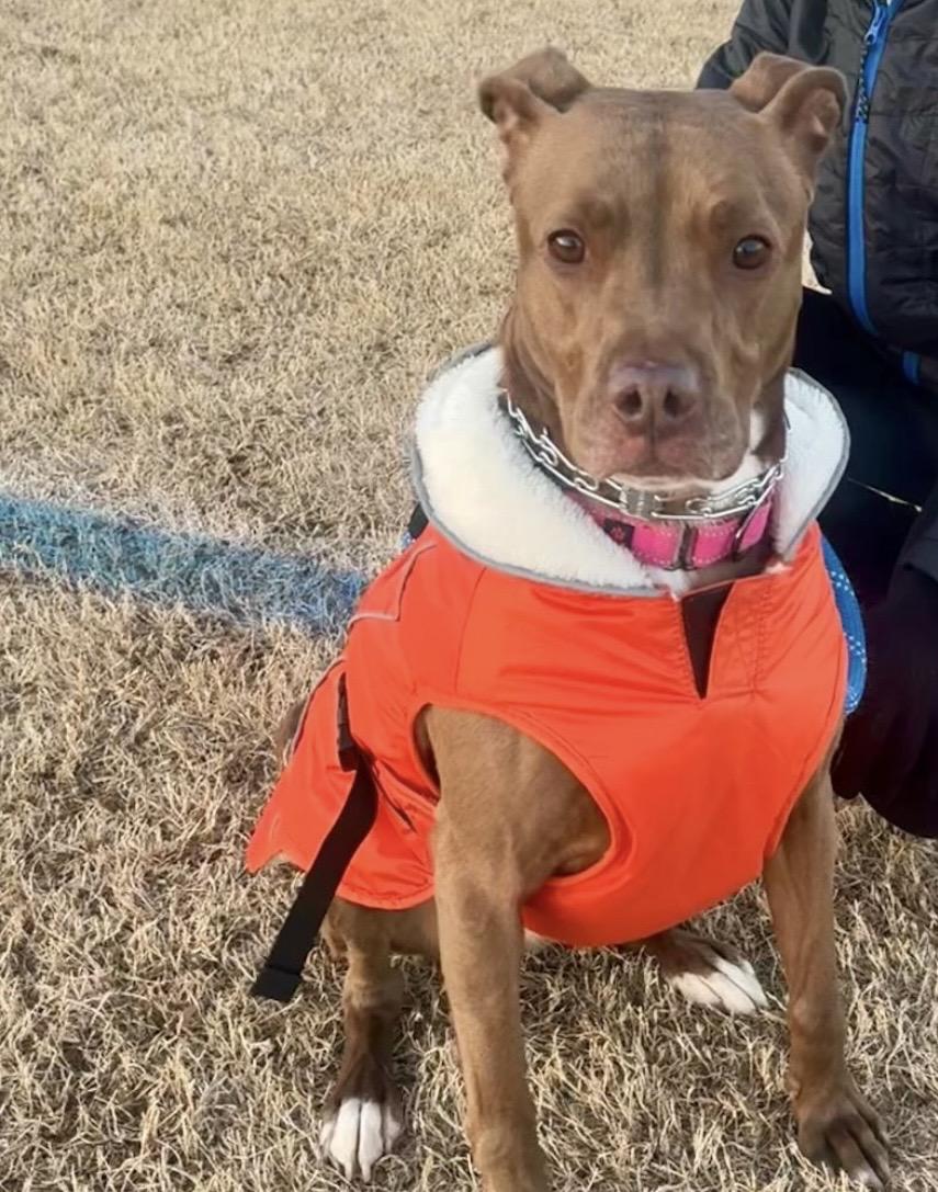 Enlarge Honey, a Adoptable mixed breed in Richmond, VA image 2/6