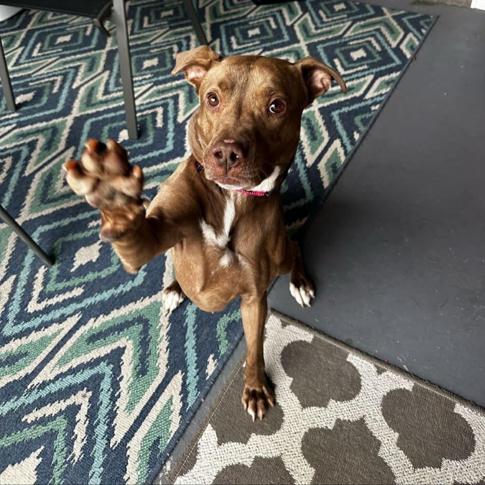 Enlarge Honey, a Adoptable mixed breed in Richmond, VA image 3/6