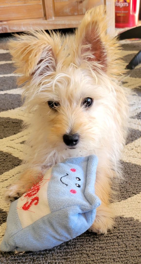 Caramelo, Adopted, Puppy Male Terrier.