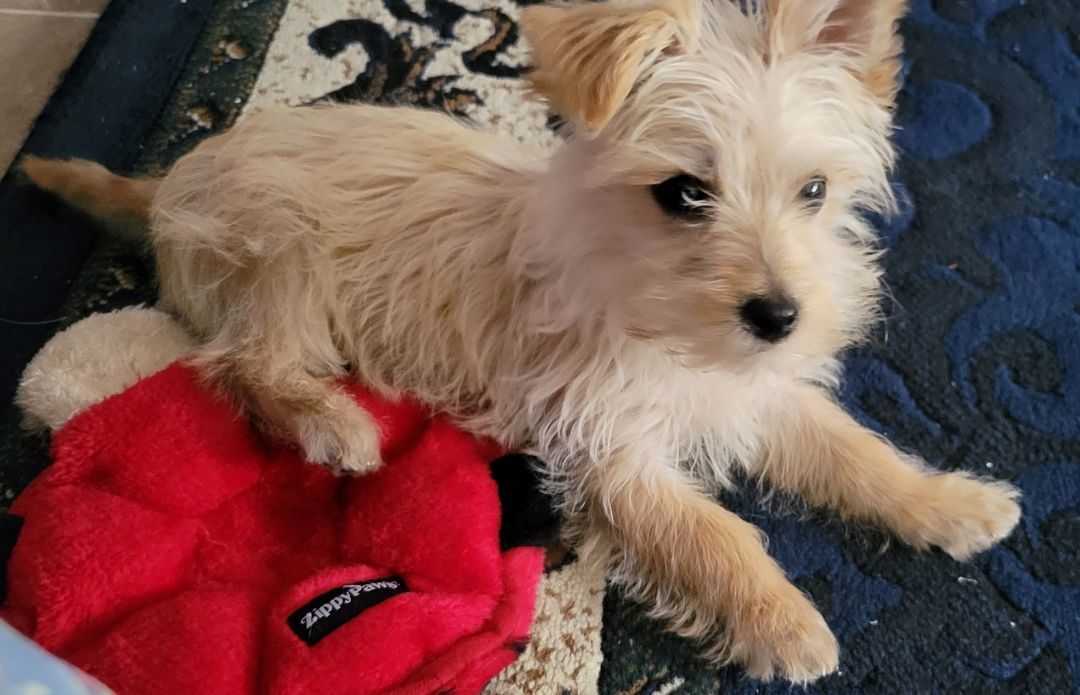 Enlarge Caramelo, a Adopted Terrier in Goleta, CA image 2/4