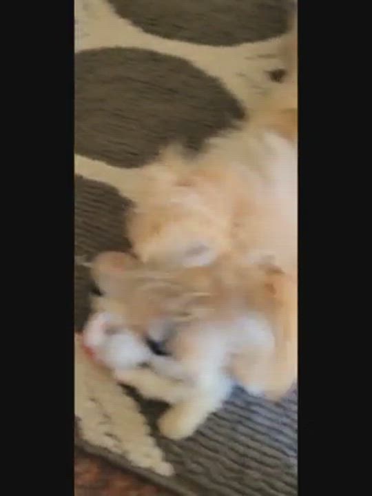 Enlarge Caramelo, a Adopted Terrier in Goleta, CA video 3/4