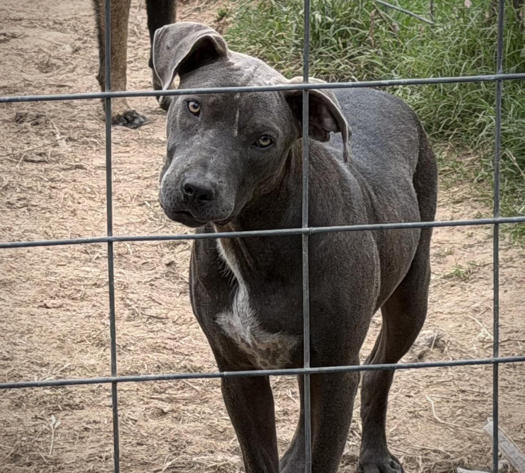 Colin, a ADOPTABLE mixed breed in Austin, TX image 2/4