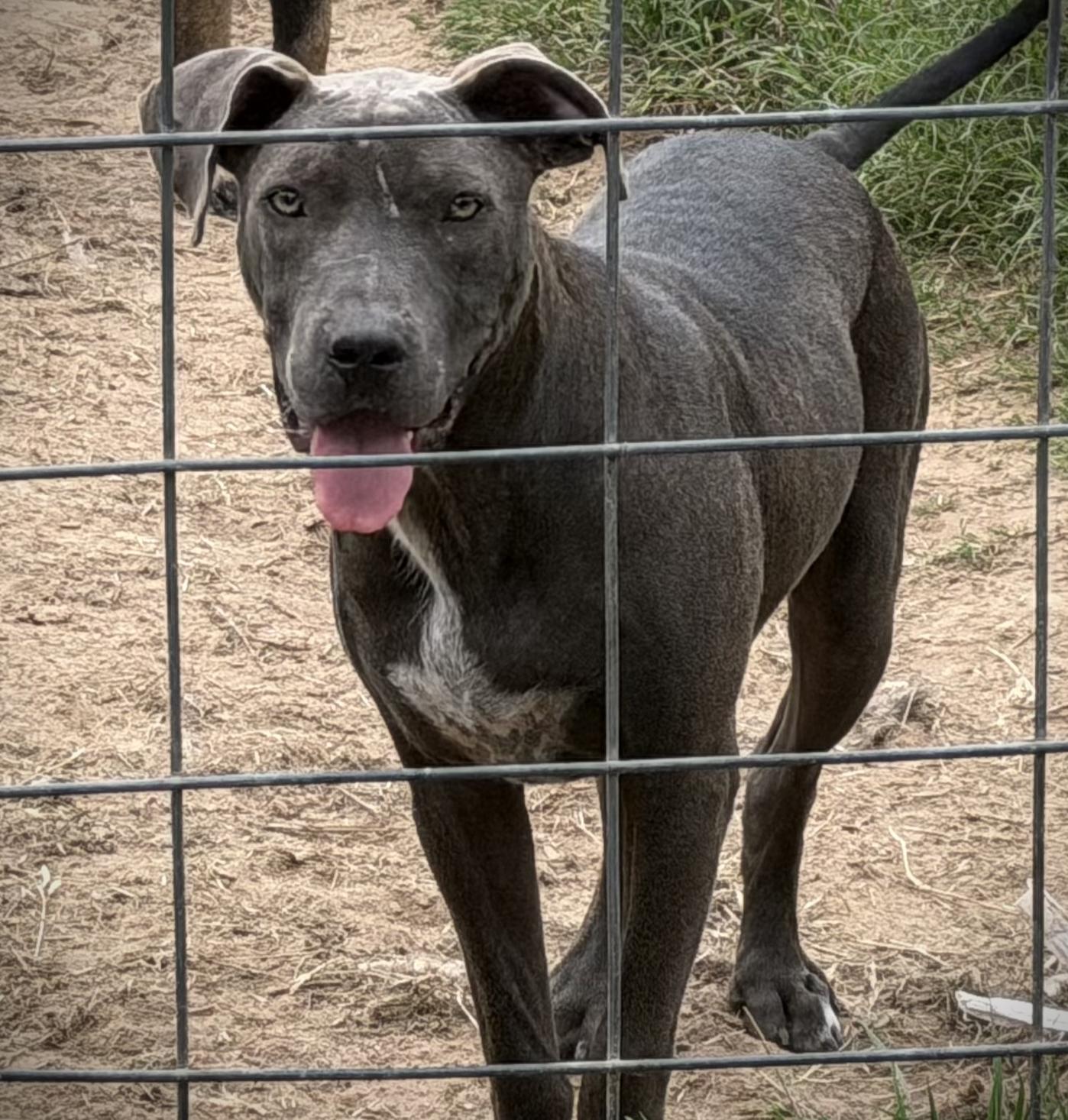 Colin, a ADOPTABLE mixed breed in Austin, TX image 3/4