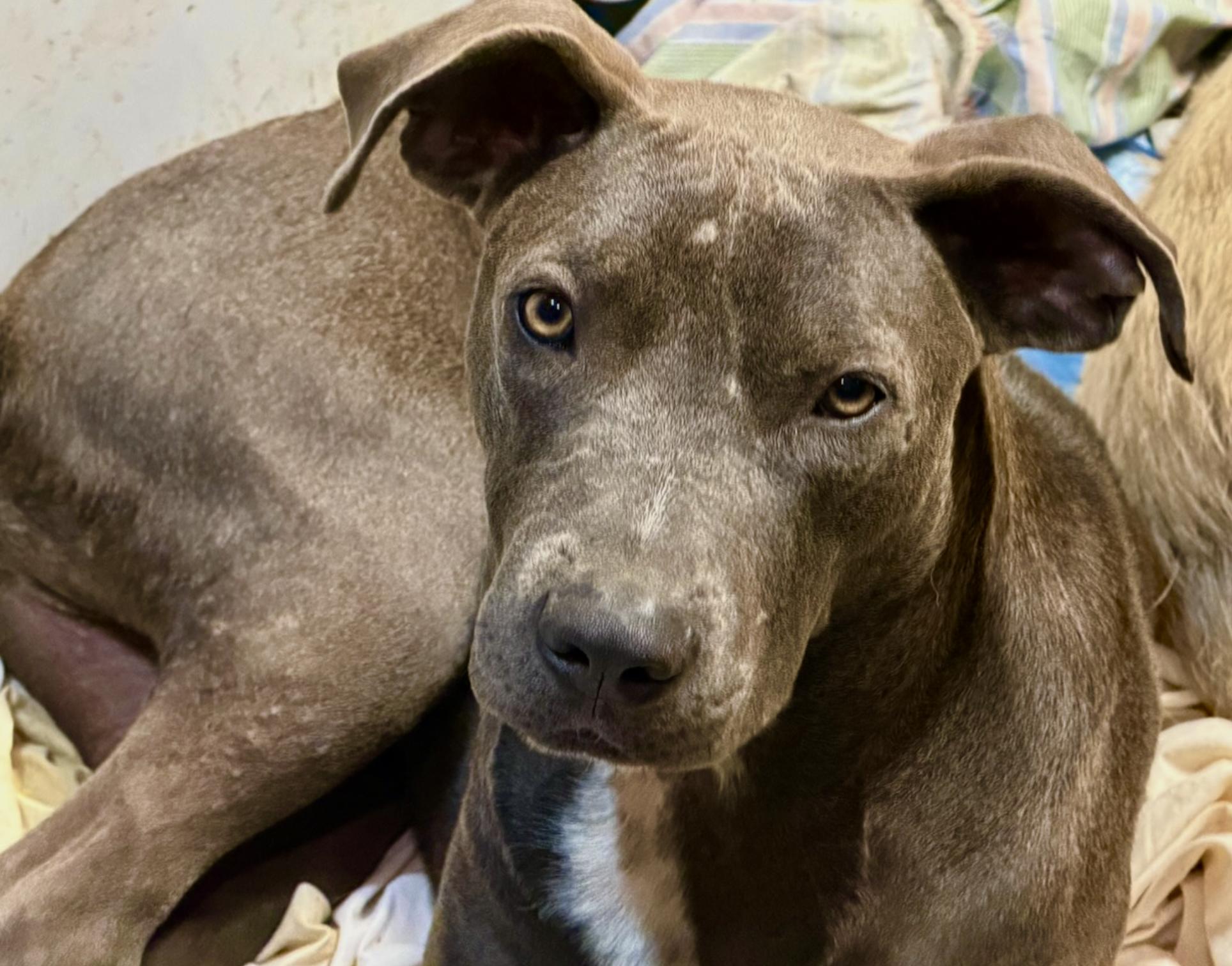 Colin, ADOPTABLE, Young Male Weimaraner & American Staffordshire Terrier.