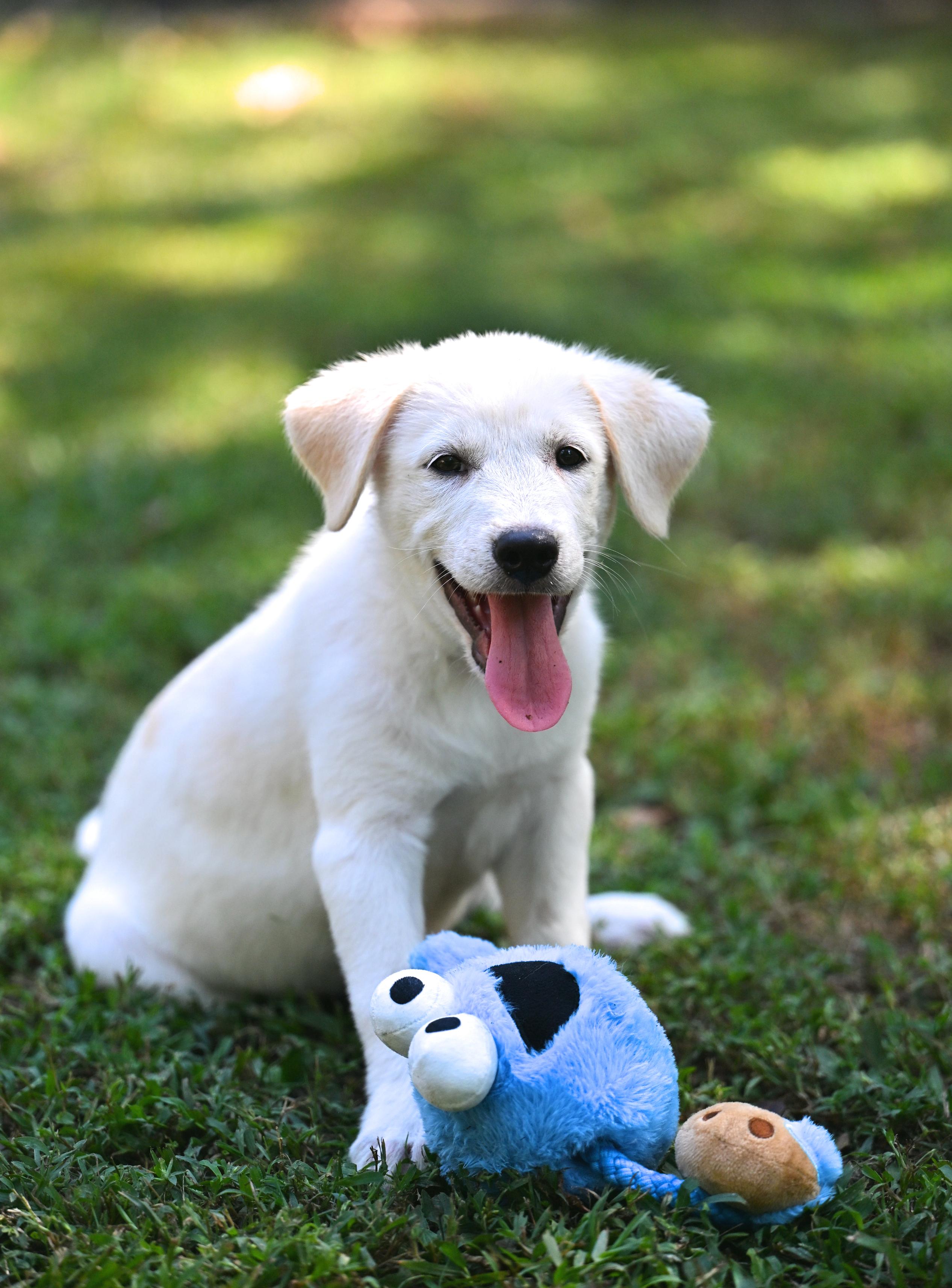 Oliver, adopted, Puppy Male Great Pyrenees & Yellow Labrador Retriever.