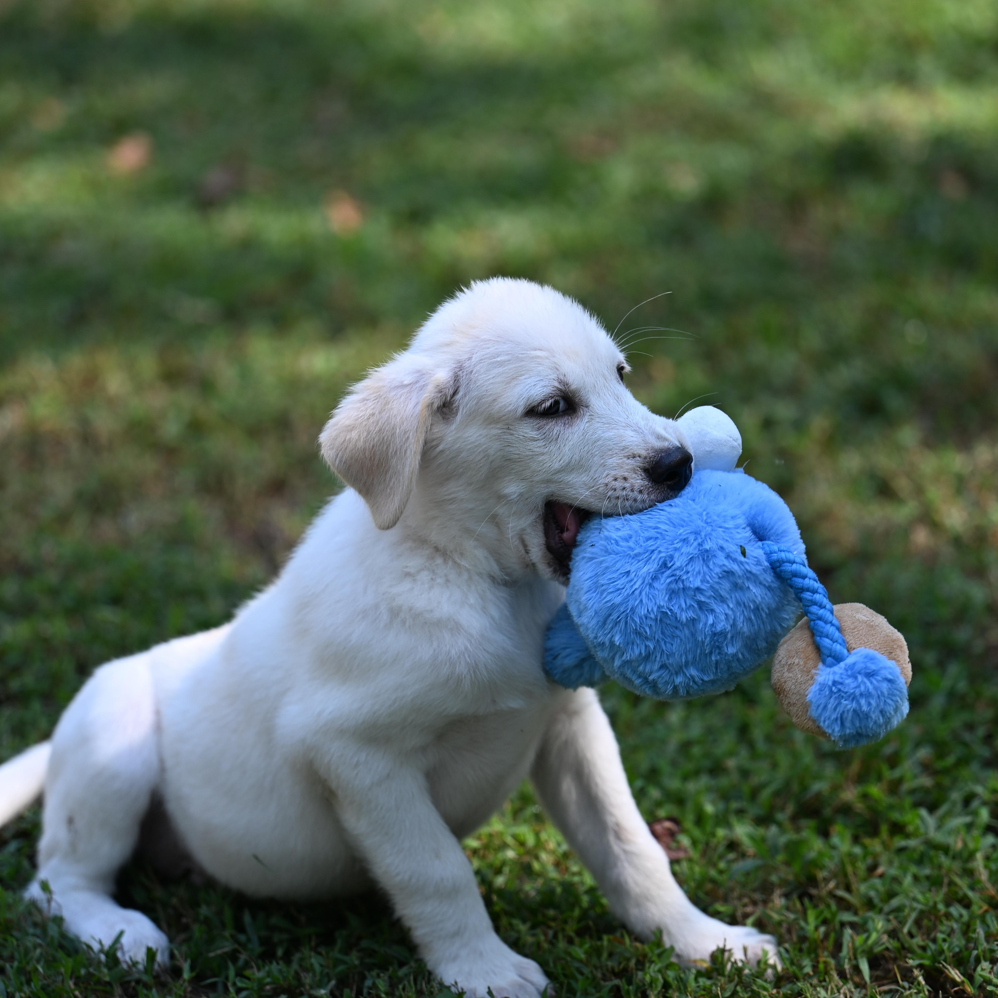 Enlarge Oliver, an adopted mixed breed in Providence, RI image 5/5