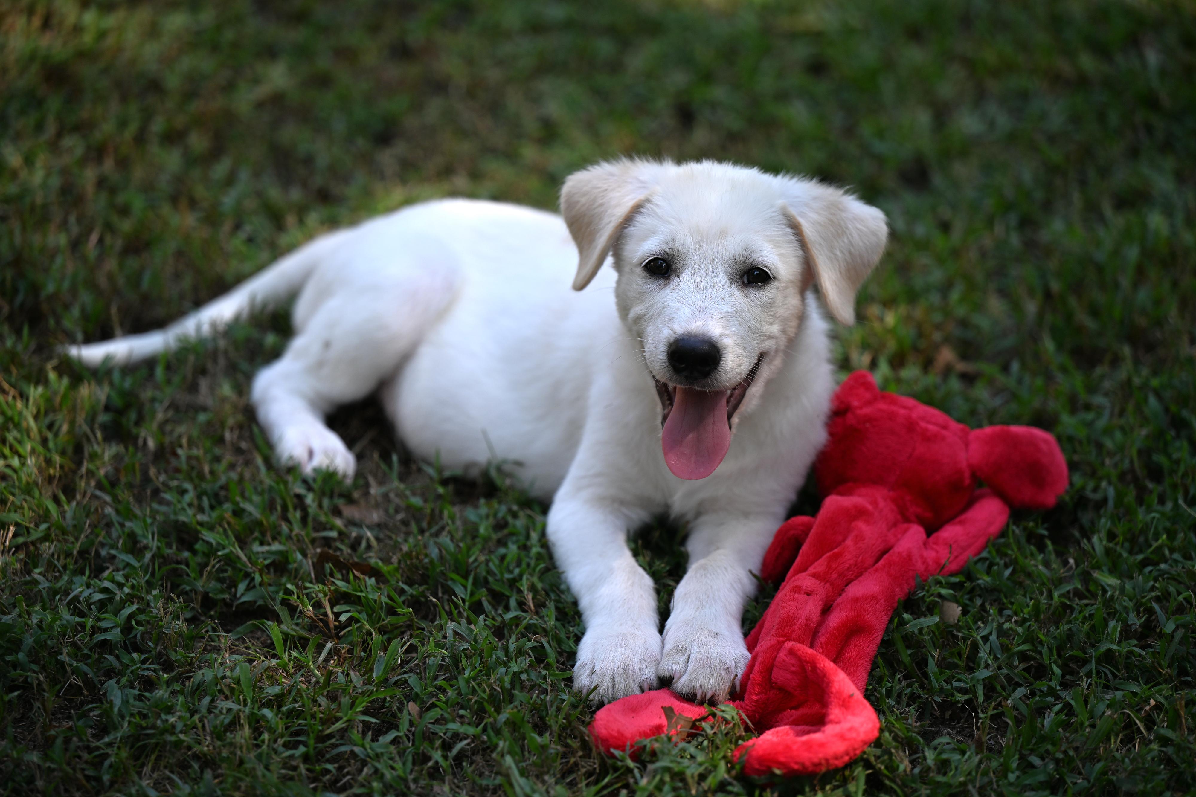 Enlarge Oliver, an adopted mixed breed in Providence, RI image 3/5