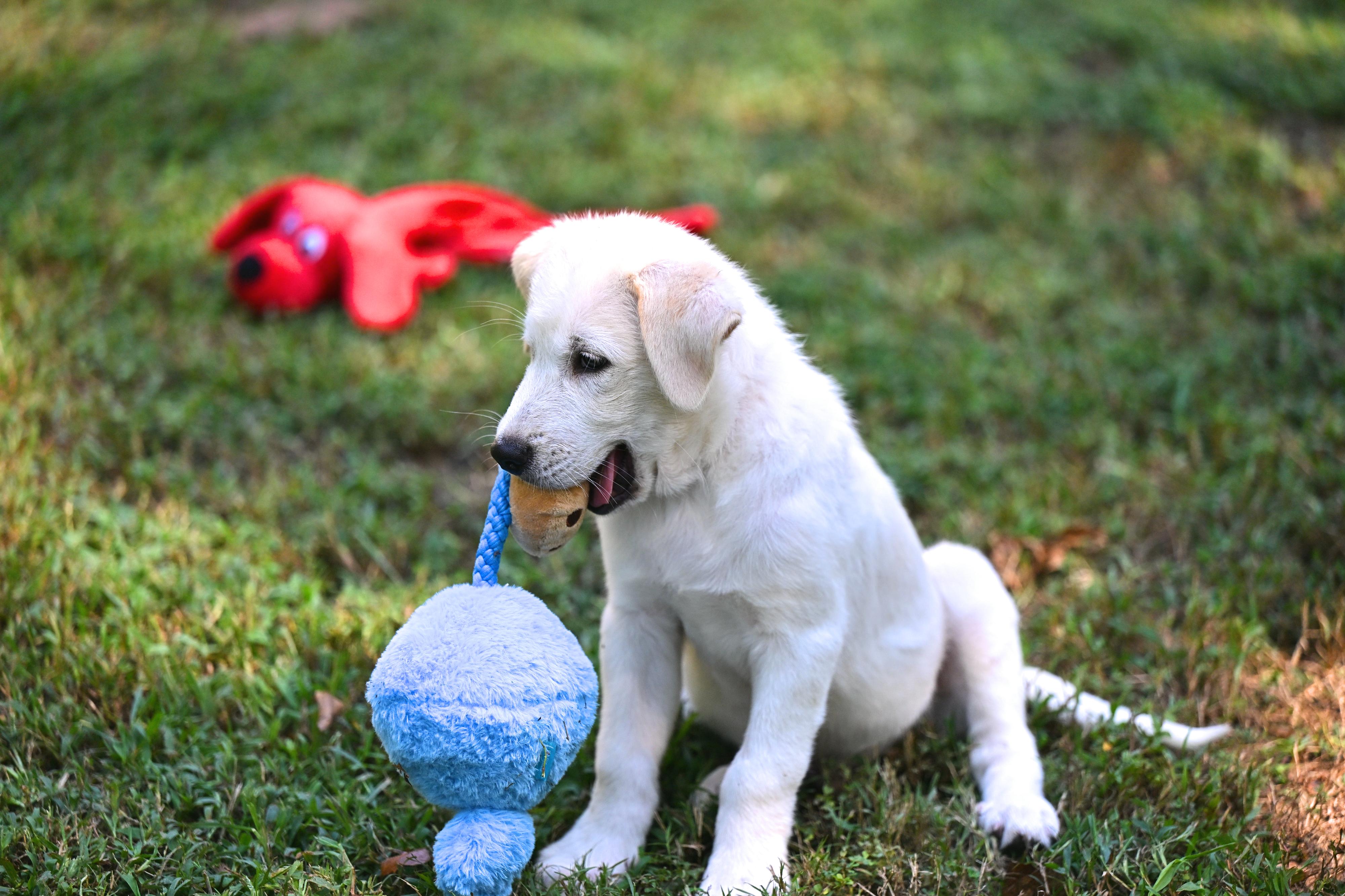 Enlarge Oliver, an adopted mixed breed in Providence, RI image 2/5