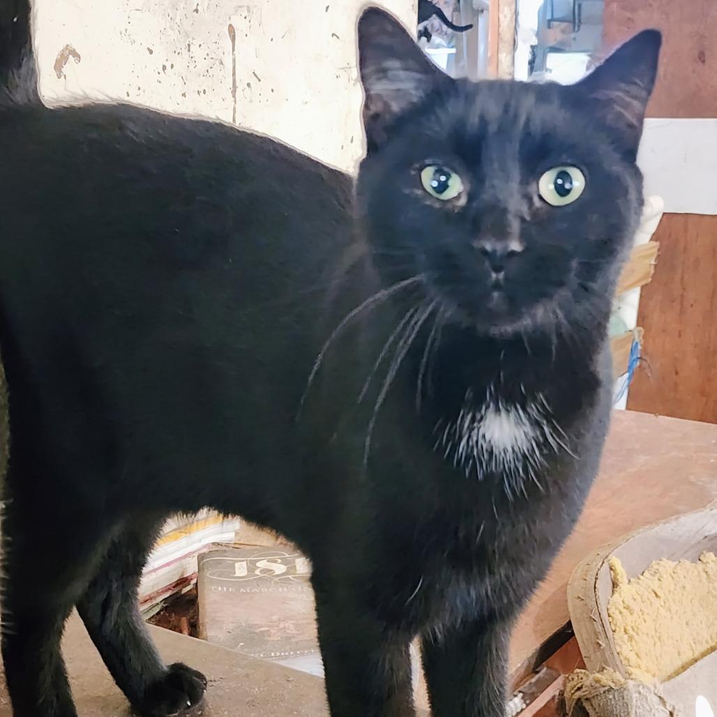 Tori, Adoptable, Adult Female Domestic Short Hair.