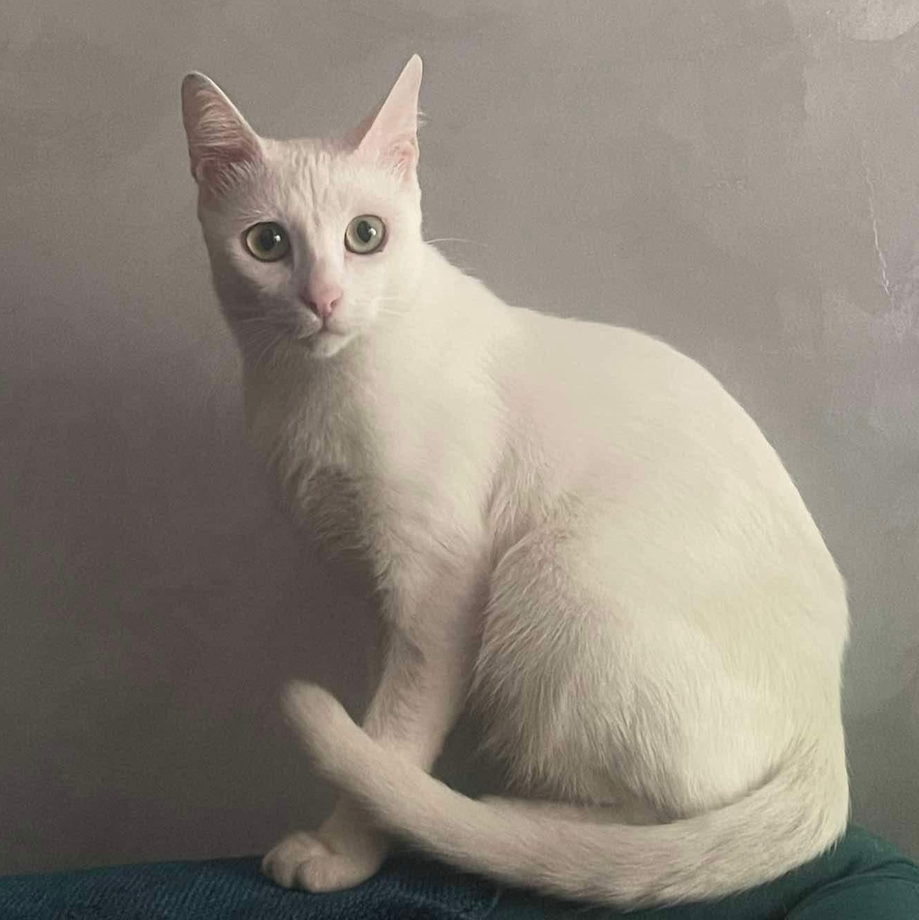 Sophie, Young Female unknown