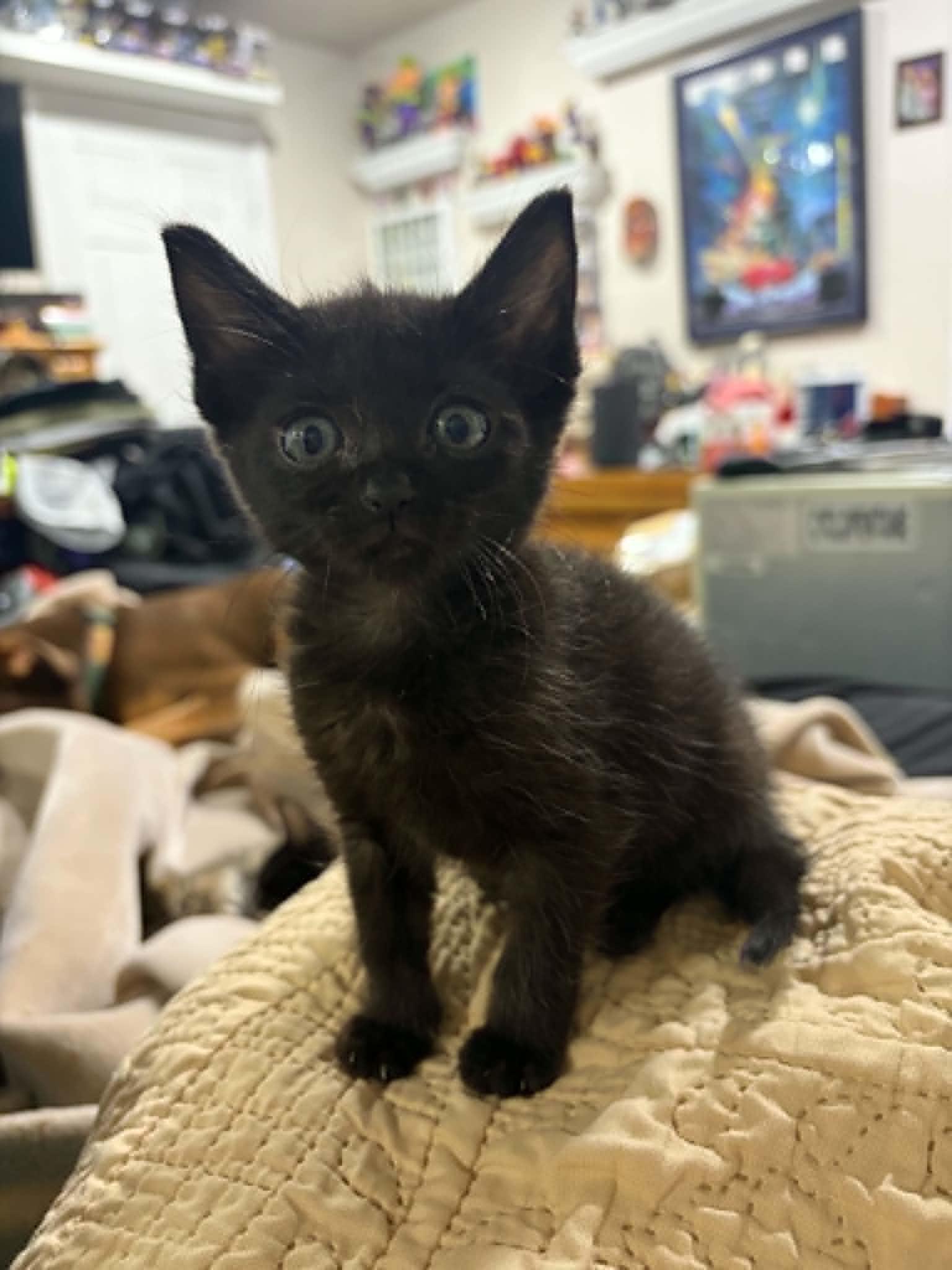 Night Wing, a ADOPTABLE American Shorthair in Grand Prairie, TX image 4/4