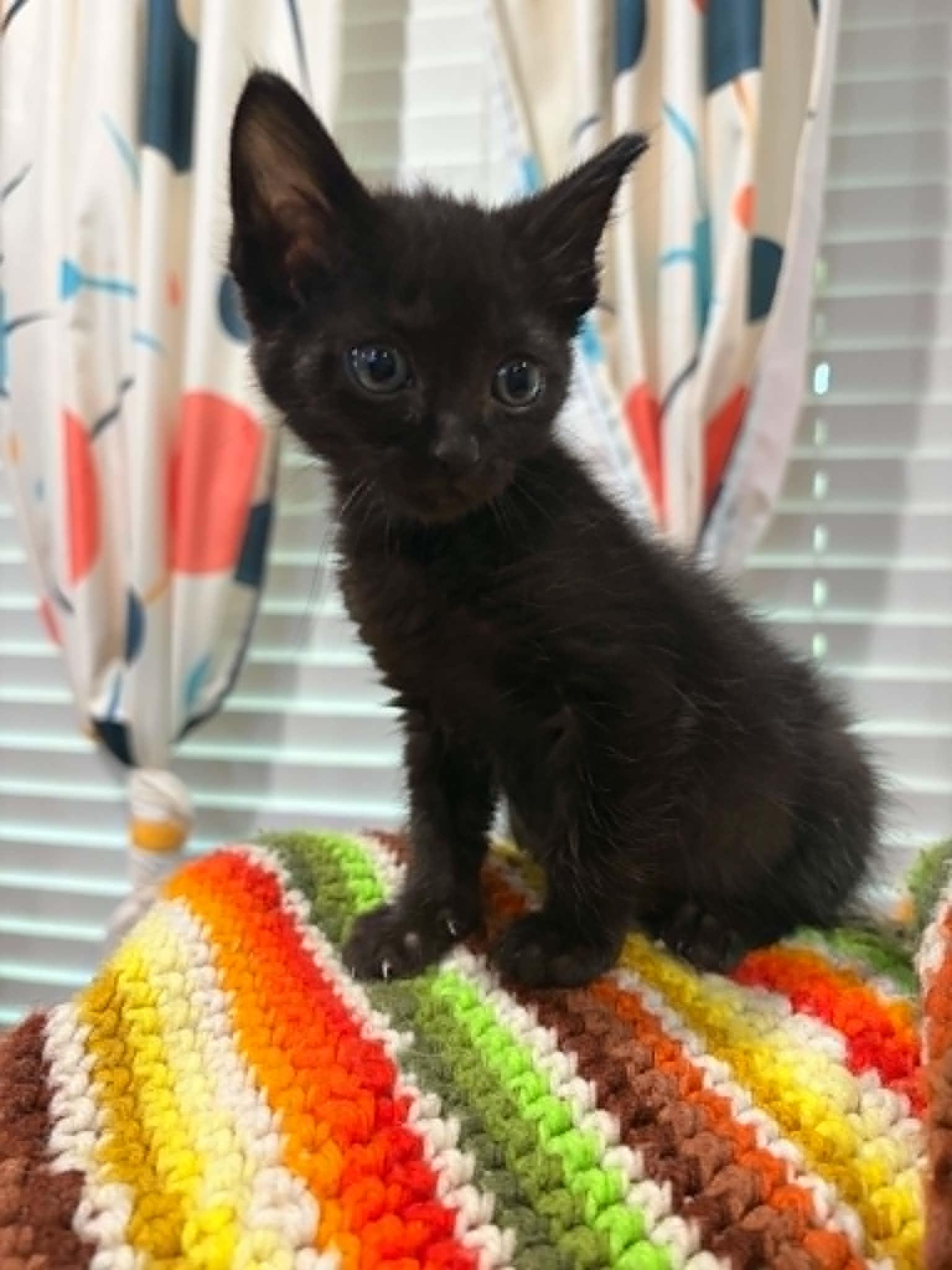 Night Wing, a ADOPTABLE American Shorthair in Grand Prairie, TX image 3/4