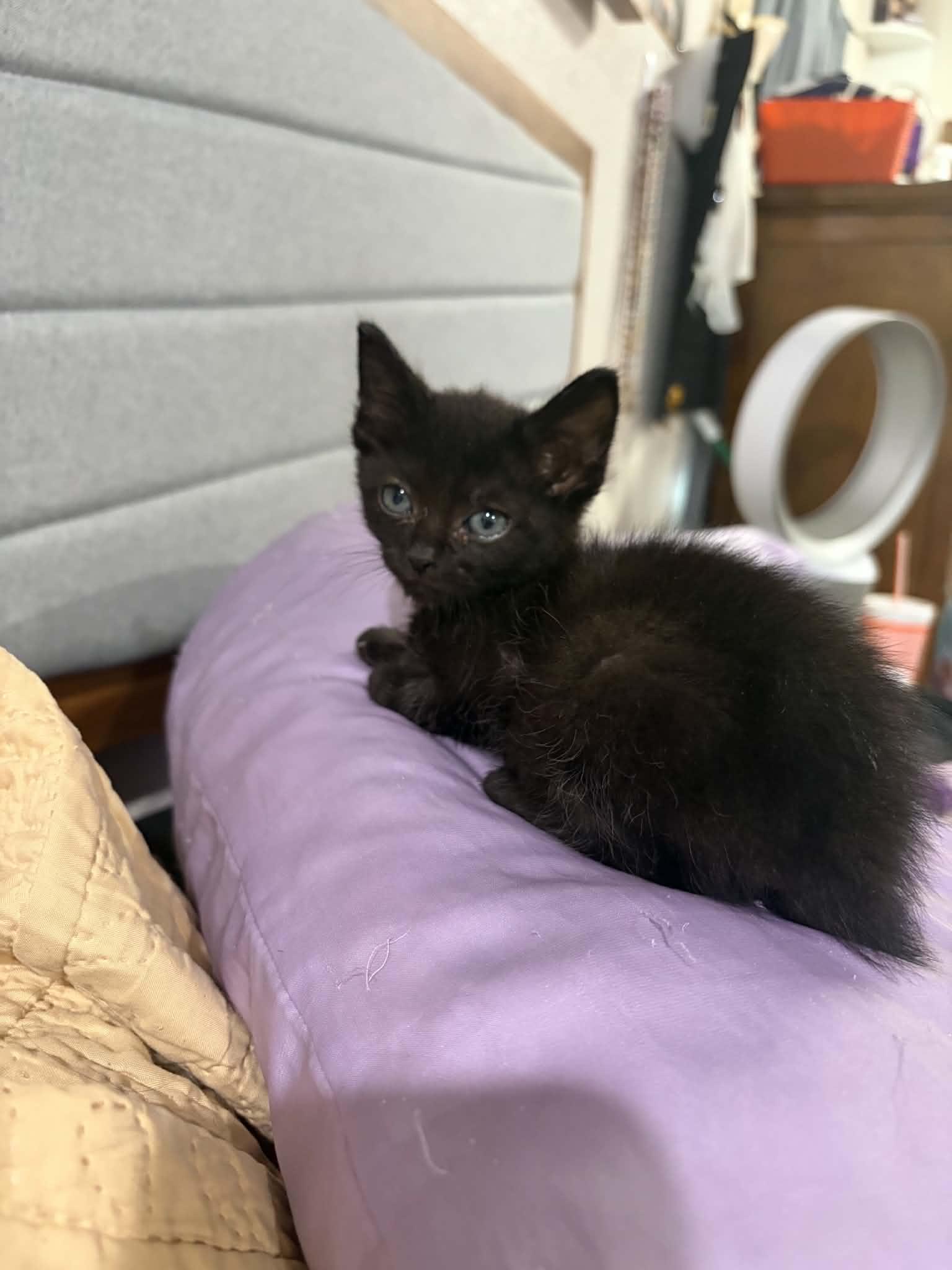 Night Wing, a ADOPTABLE American Shorthair in Grand Prairie, TX image 2/4