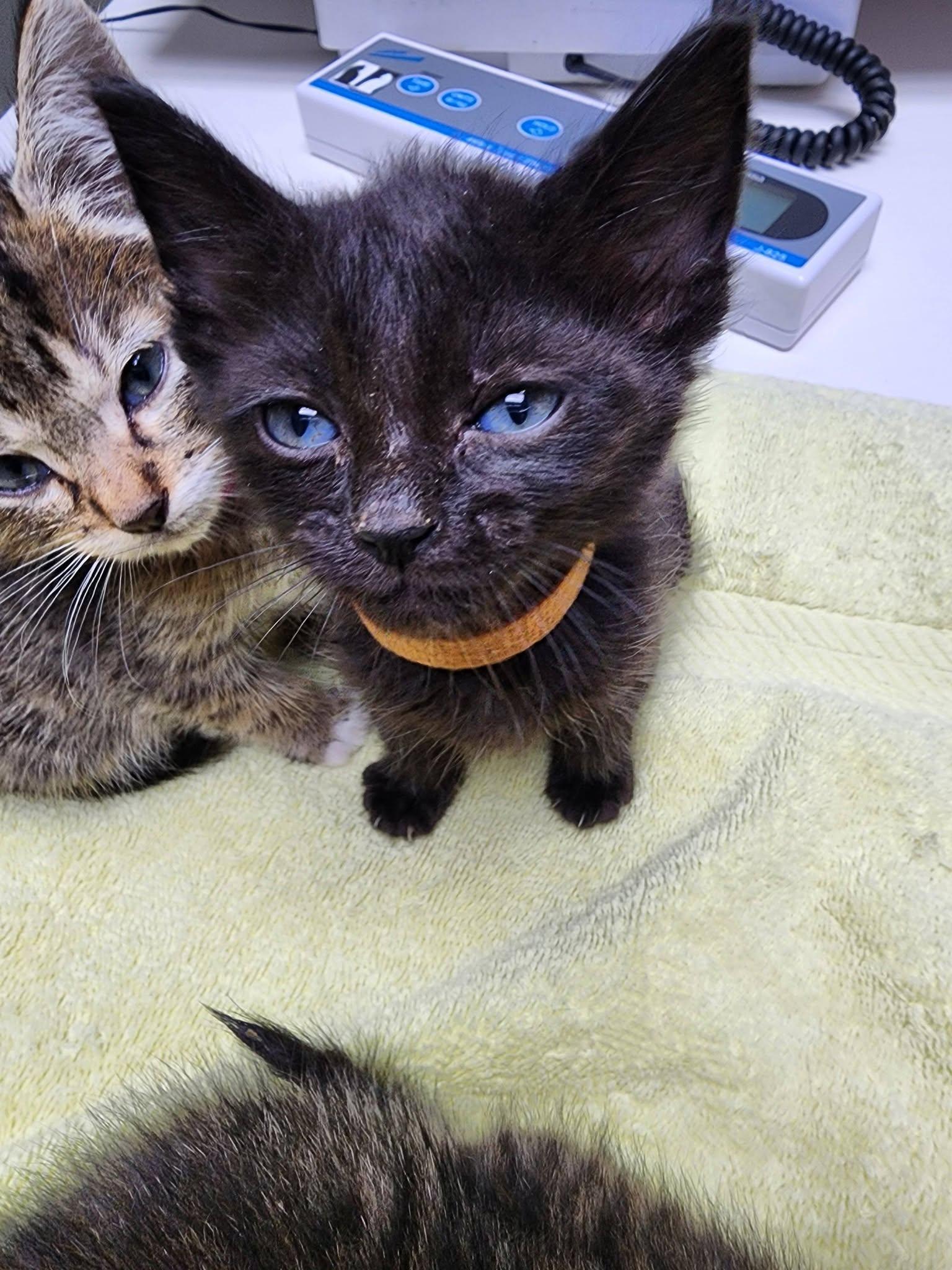 Night Wing, ADOPTABLE, Kitten Male American Shorthair.