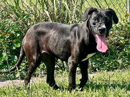 Enlarge Rogue, a Adoptable mixed breed in Port Saint Joe, FL image 1/1