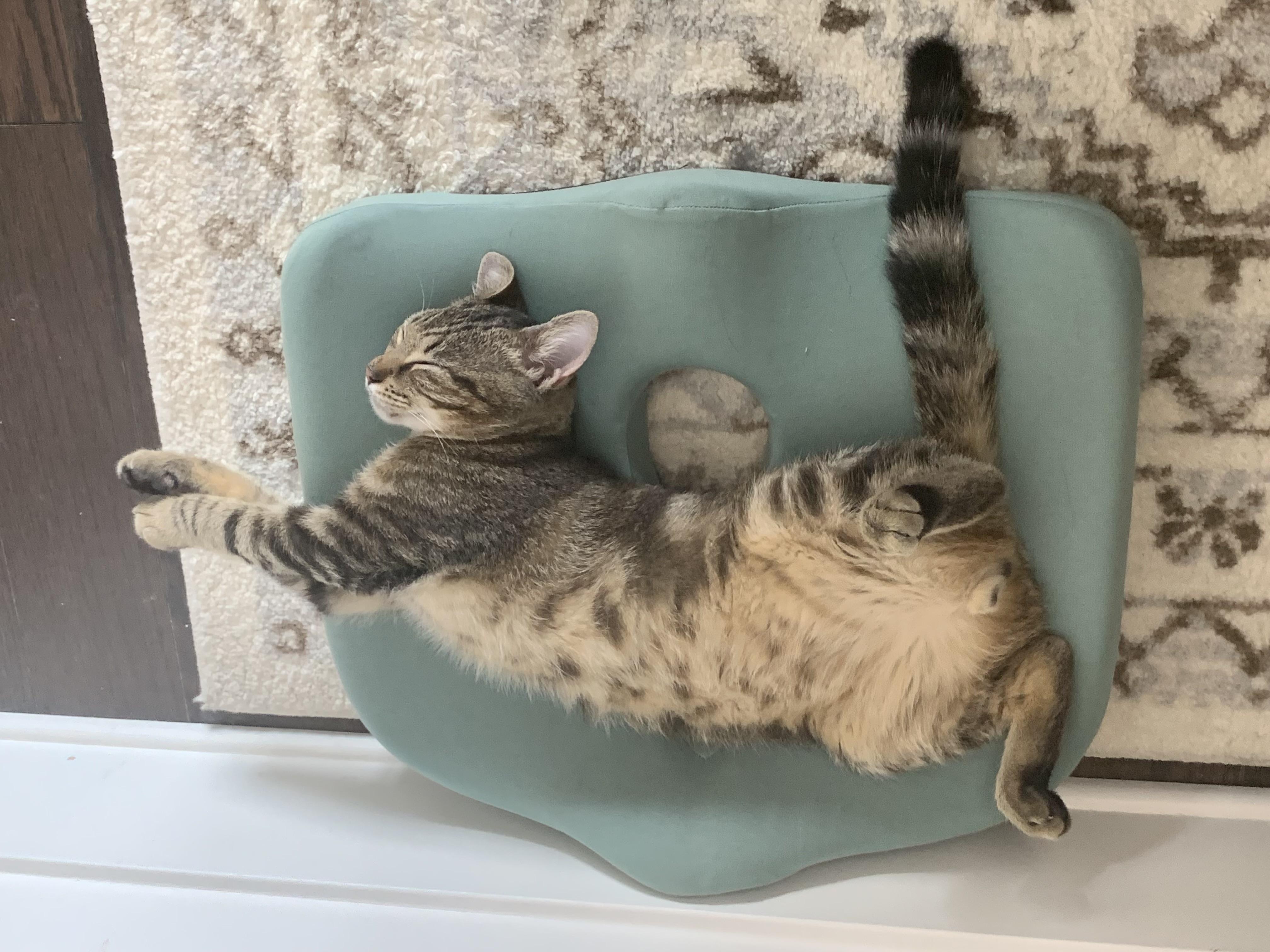 Essex, Adoptable, Adult Male Domestic Short Hair.