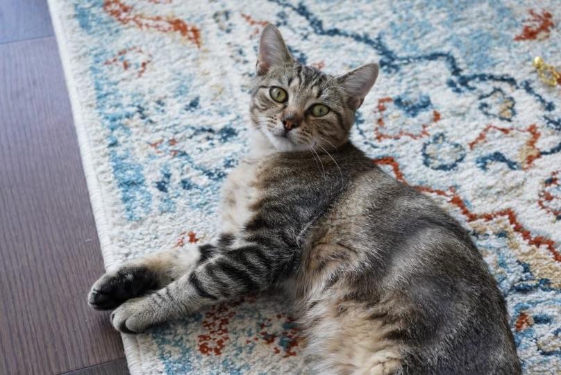 Essex, a Adoptable Domestic Short Hair in Jersey City, NJ image 2/6