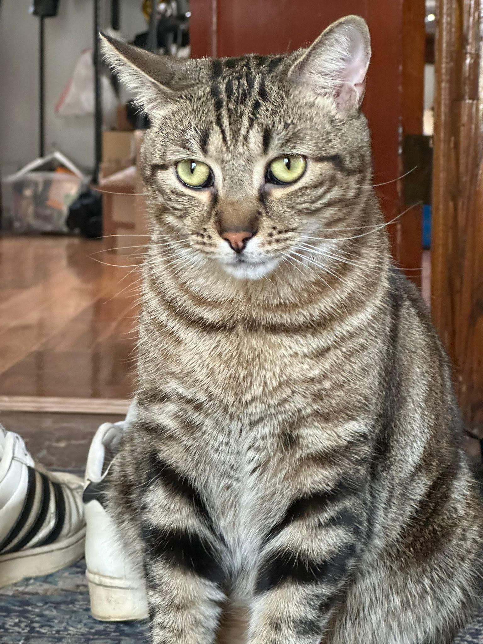 Essex, a Adoptable Domestic Short Hair in Jersey City, NJ image 3/6