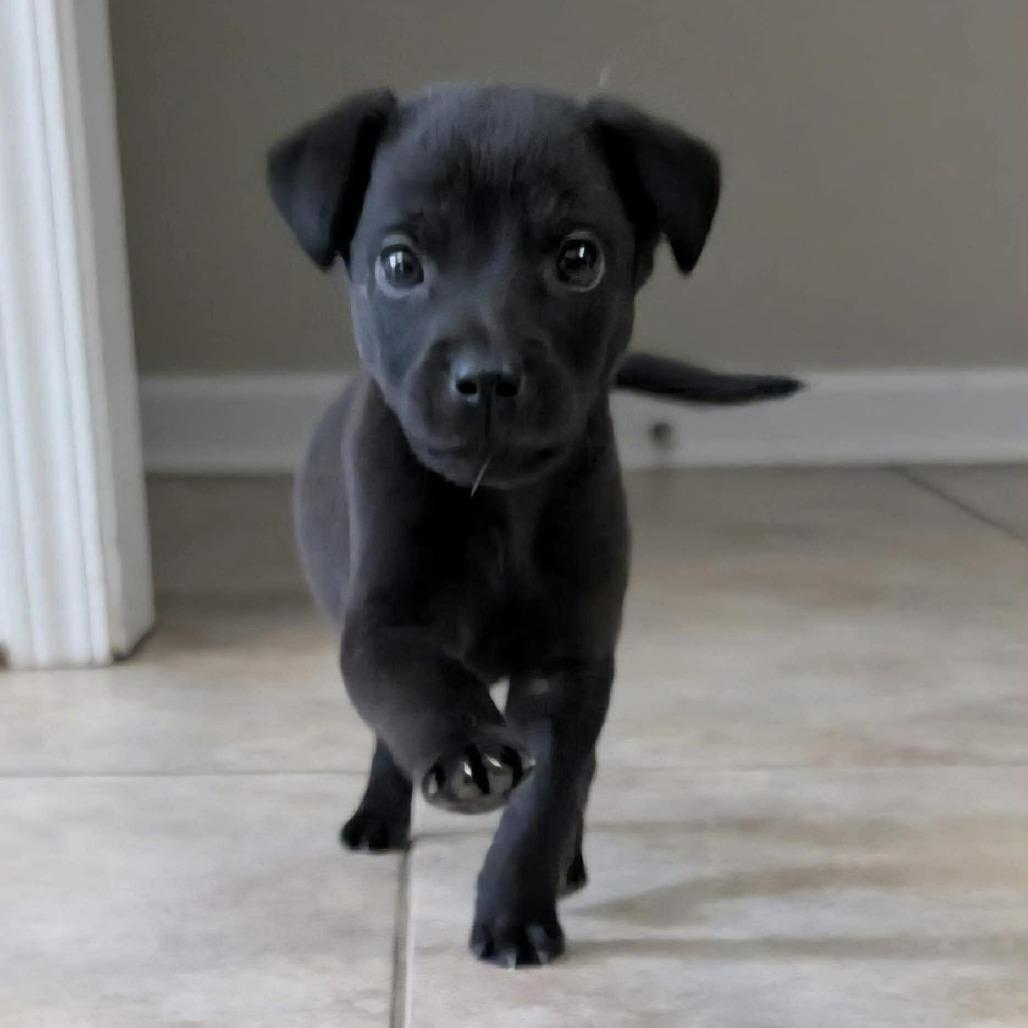 Enlarge River, a Adoptable mixed breed in Phoenix, MD image 1/1