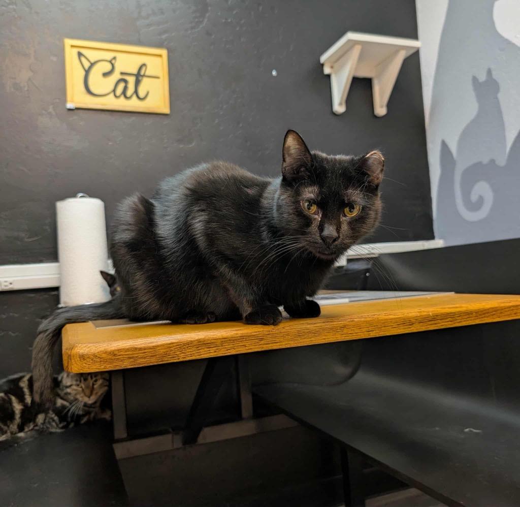 Smoochie, a Adoptable mixed breed in Grand Junction, CO image 1/3