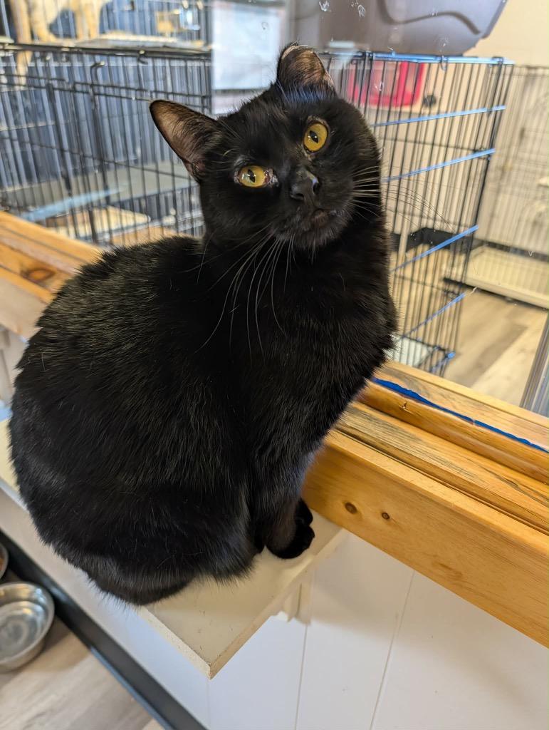 Smoochie, a Adoptable mixed breed in Grand Junction, CO image 3/3