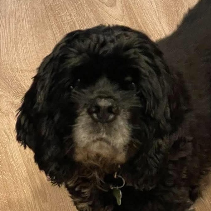 Clover, Adoptable, Senior Female Cocker Spaniel.