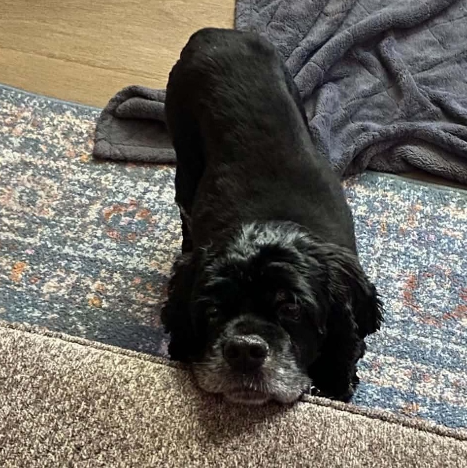 Enlarge Clover, a Adoptable mixed breed in Calgary, AB image 2/6