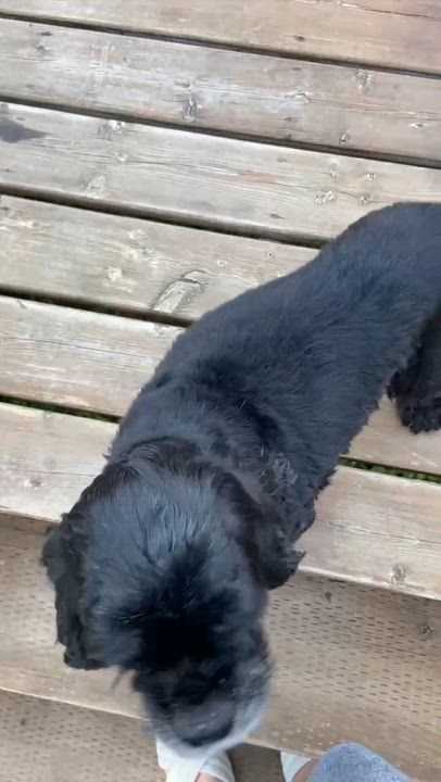 Enlarge Clover, a Adoptable mixed breed in Calgary, AB video 5/6