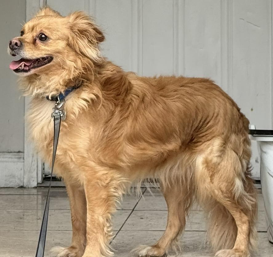 Dingo, ADOPTABLE, Adult Male Chihuahua & Golden Retriever.