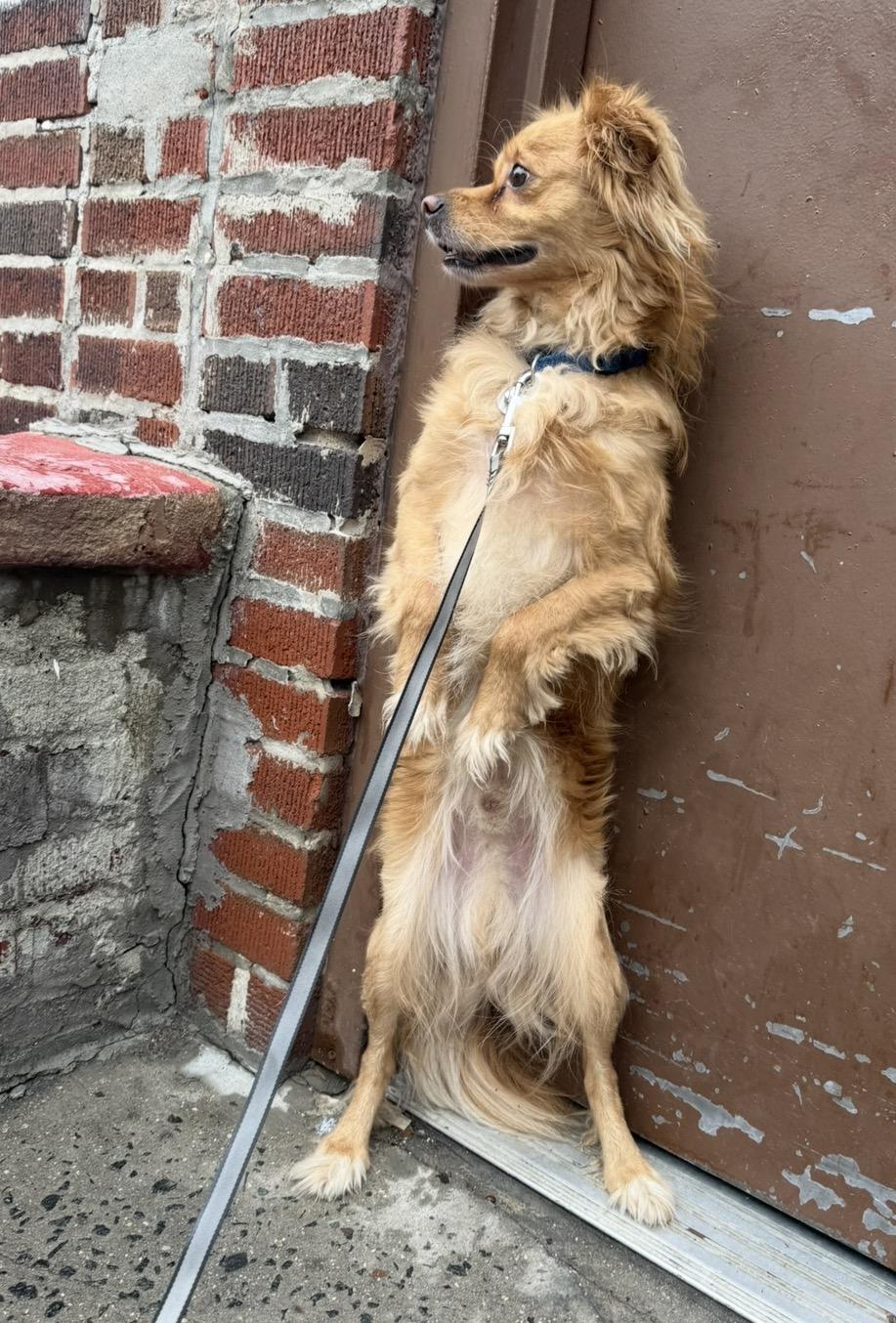 Dingo, a ADOPTABLE mixed breed in Brooklyn, NY image 3/5