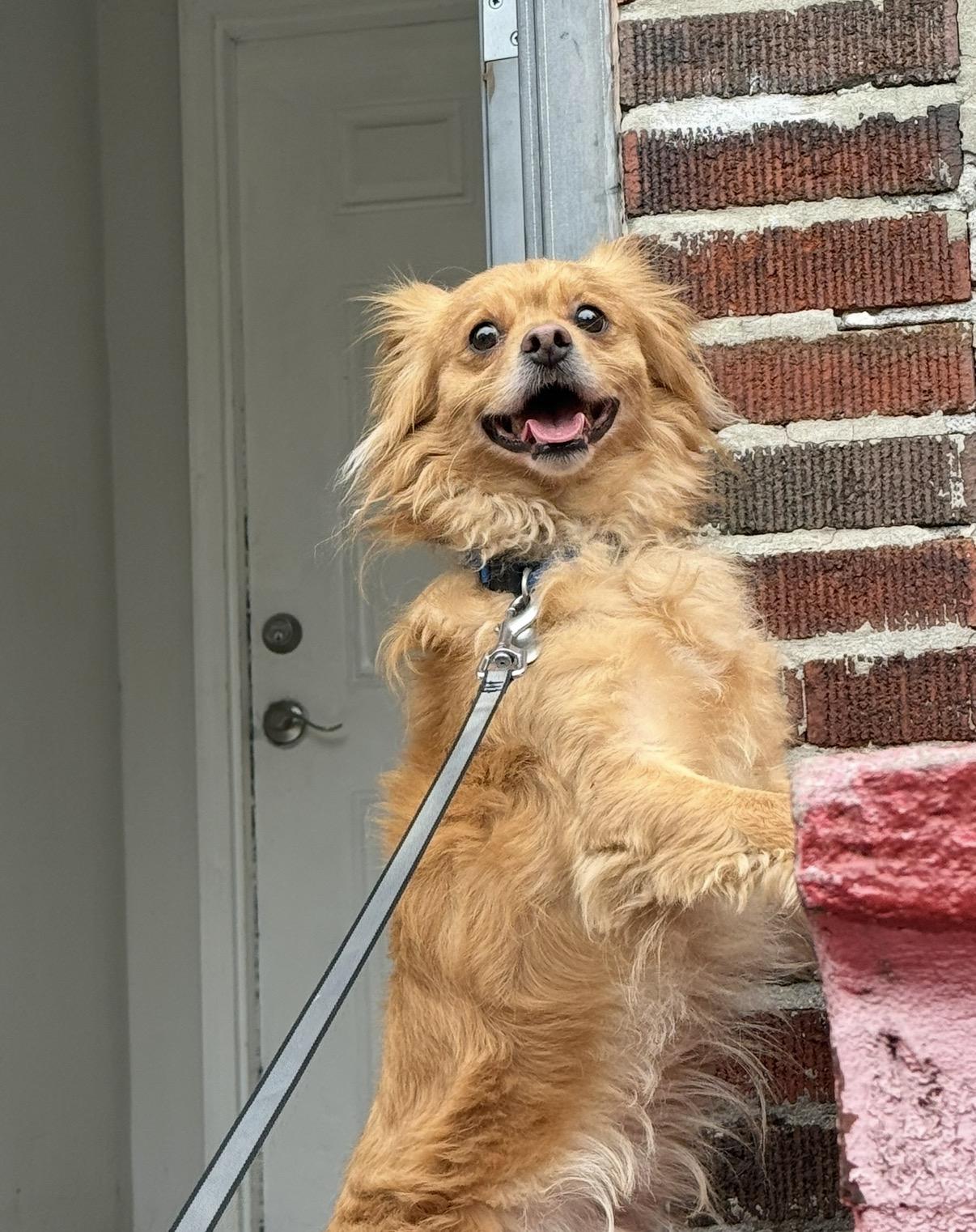 Dingo, a ADOPTABLE mixed breed in Brooklyn, NY image 5/5