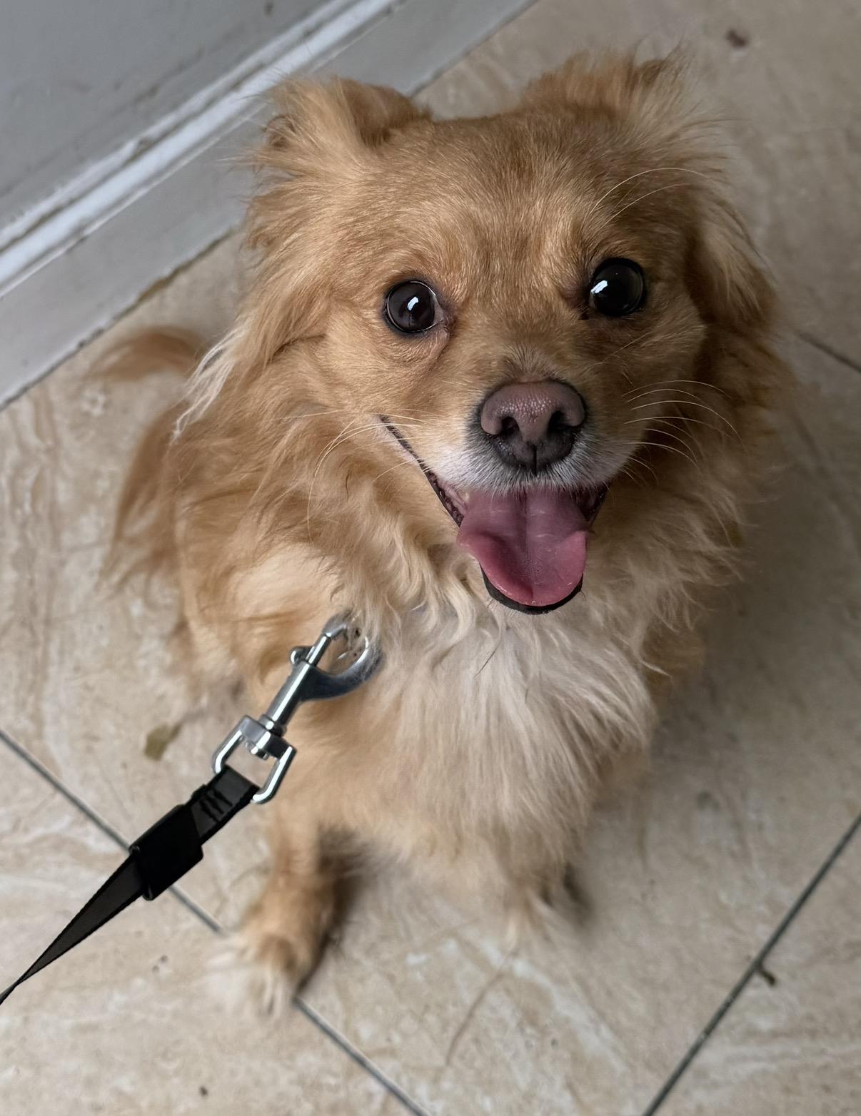 Dingo, a ADOPTABLE mixed breed in Brooklyn, NY image 2/5