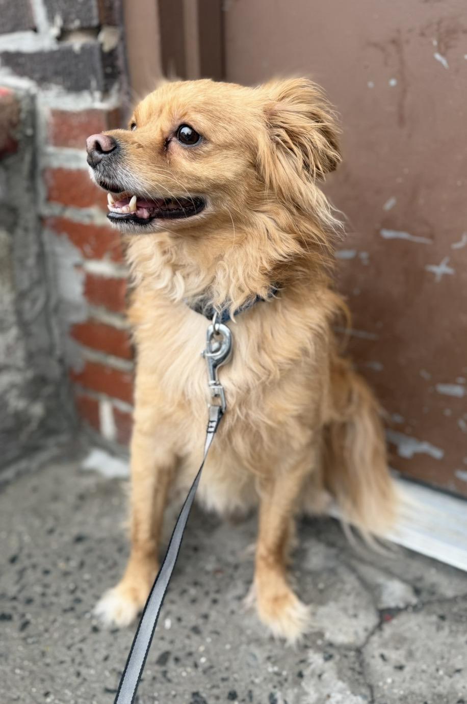 Dingo, a ADOPTABLE mixed breed in Brooklyn, NY image 4/5